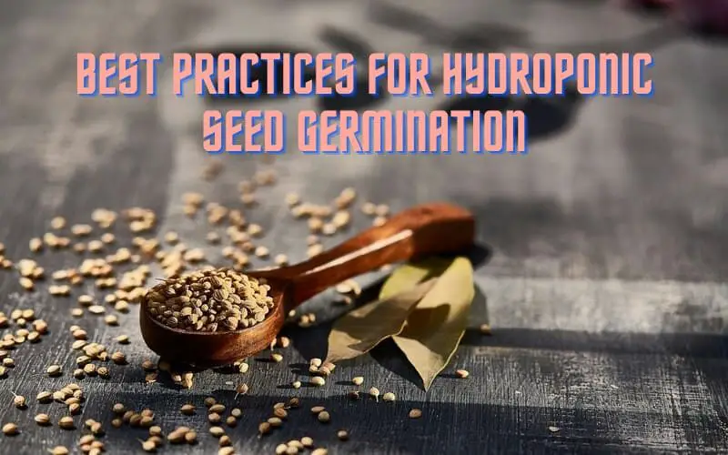 Best Practices for Hydroponic Seed Germination