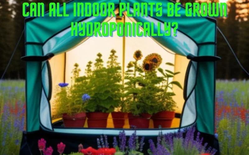 Can all indoor plants be grown hydroponically