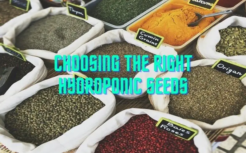 Choosing the Right Hydroponic Seeds