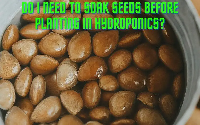 Do I Need To Soak Seeds Before Planting In Hydroponics