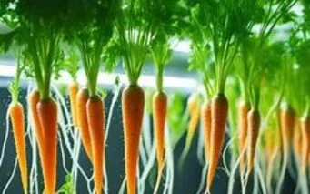 Drip hydroponic system for carrots explained