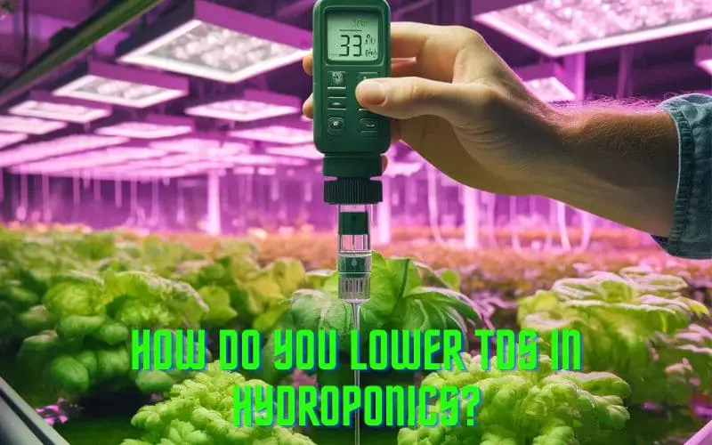 How Do You Lower TDS In Hydroponics