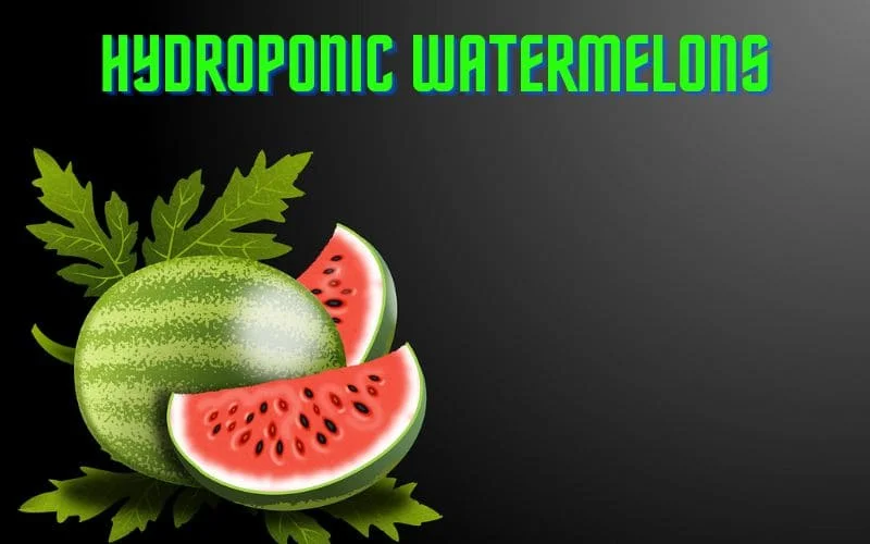 Hydroponic Watermelons
