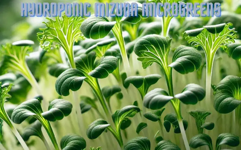 Hydroponic Mizuna Microgreens