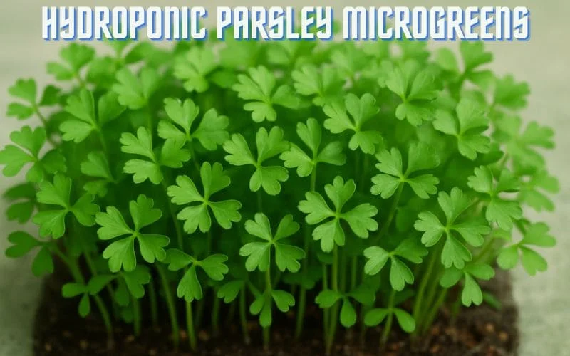 Hydroponic Parsley Microgreens