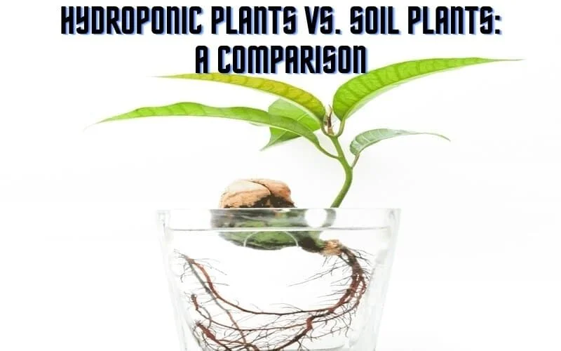 Hydroponic Plants vs. Soil Plants A Comparison