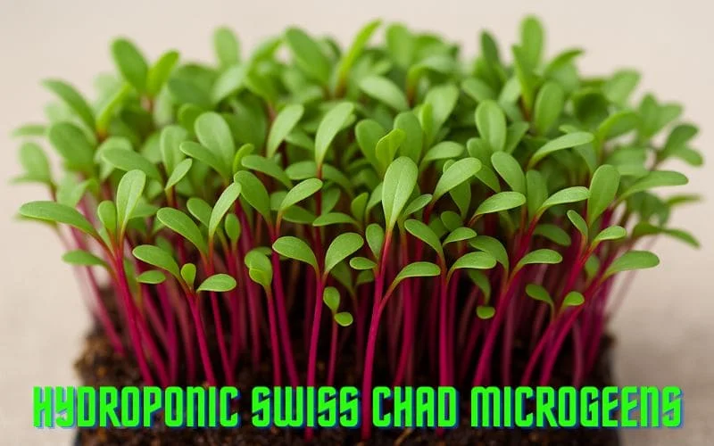 Hydroponic Swiss Chad Microgreens