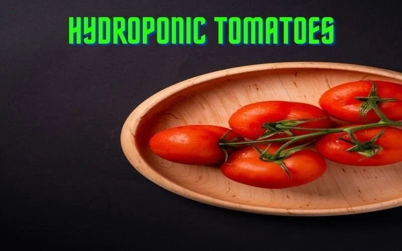 Hydroponic Tomatoes