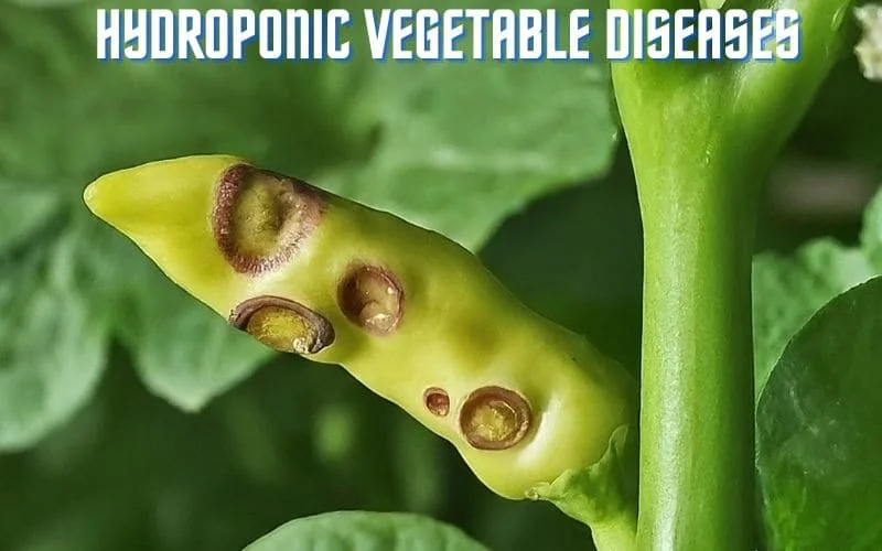 Hydroponic Vegetable Diseases