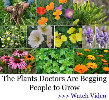 Medicinal Garden Kit