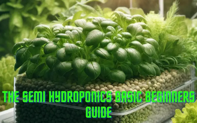 The Semi Hydroponics Basic Beginners Guide