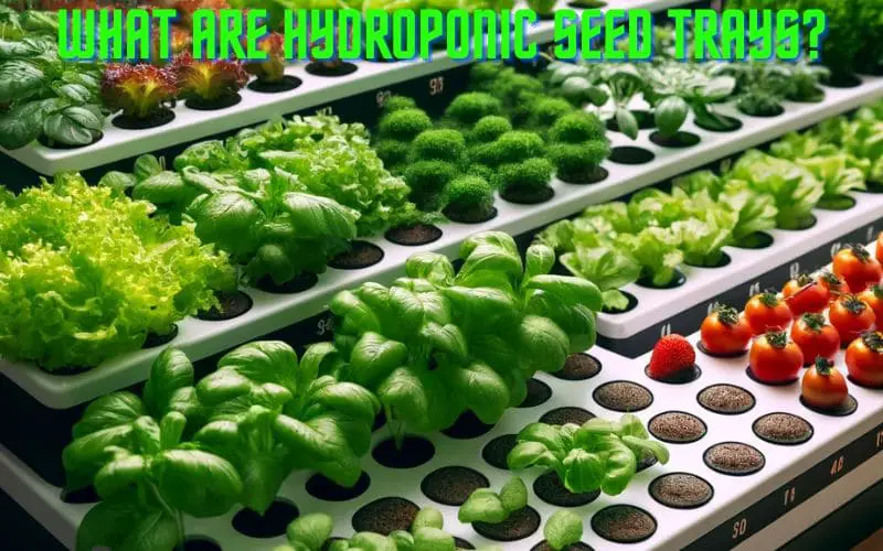 What Are Hydroponic Seed Trays
