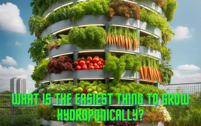 What Is The Easiest Thing To Grow Hydroponically