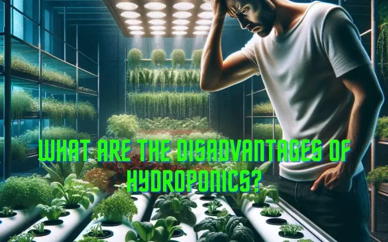 What are the disadvantages of hydroponics