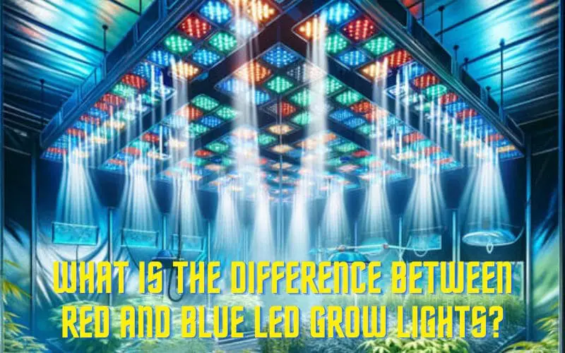 What is the difference between red and blue LED grow lights