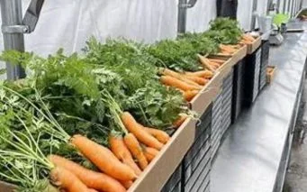 When to harvest hydroponic carrots for best flavor