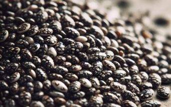 Where to buy chia seeds for hydroponic microgreens