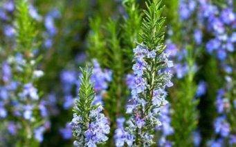 how to grow rosemary hydroponically at home step by step