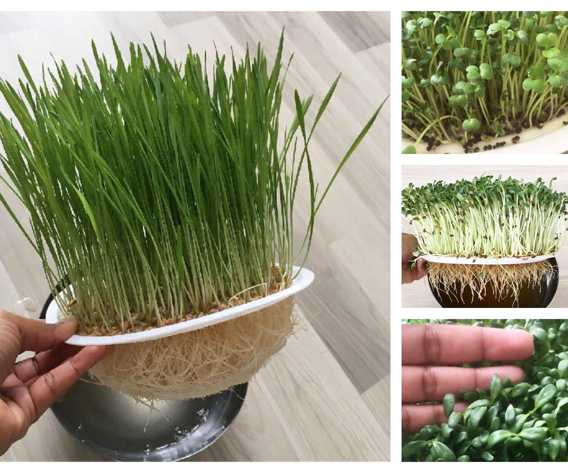 hydroponic microgreens,