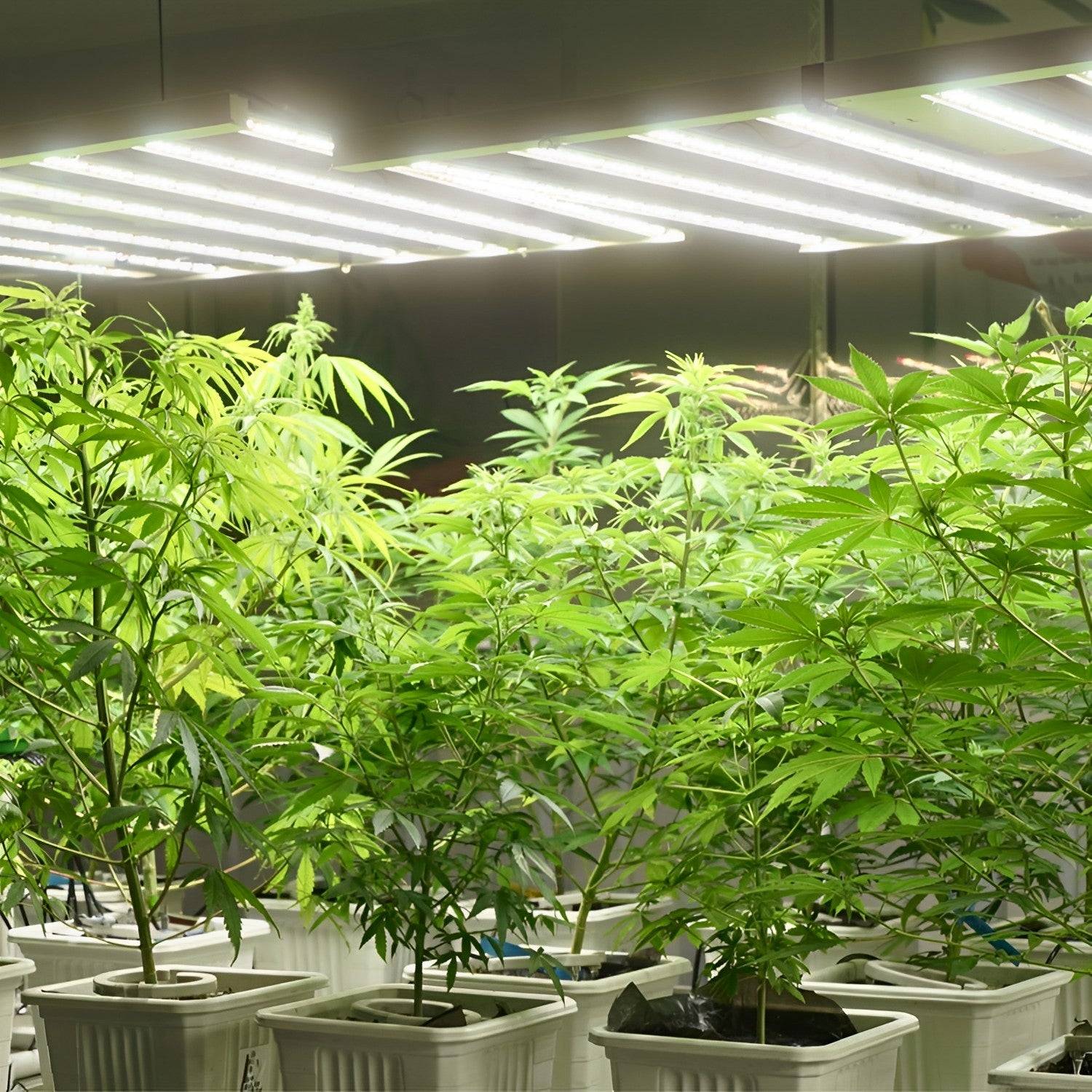 hydroponic plants 