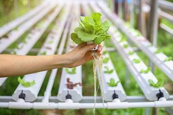hydroponic microgreens
