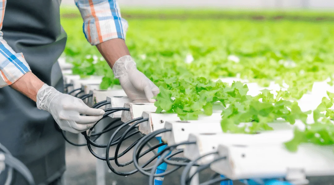 hydroponic microgreens,