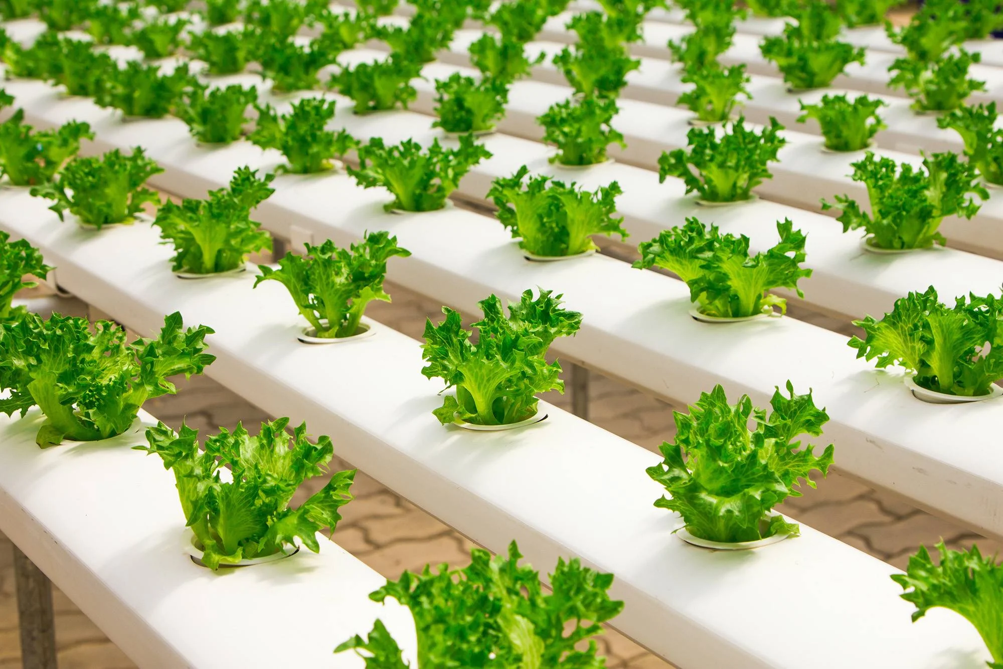 hydroponic microgreens,