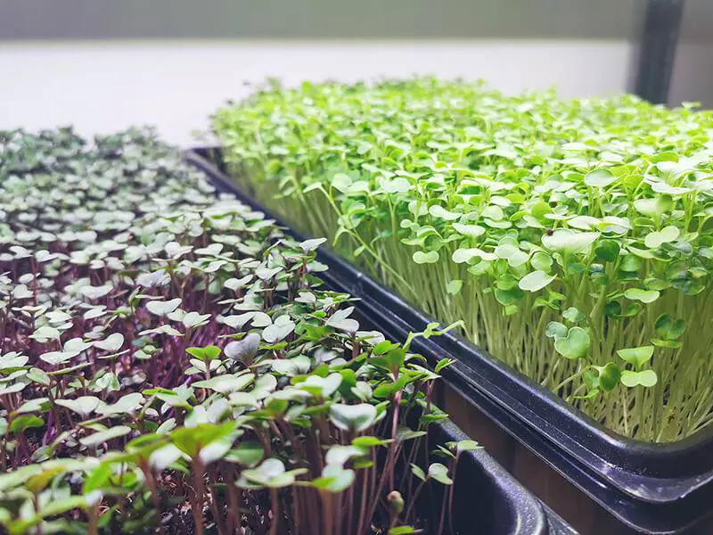hydroponic microgreens,