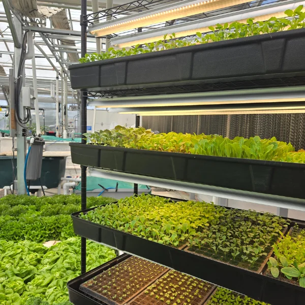 hydroponic microgreens,