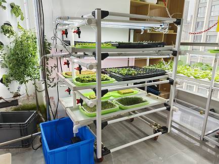 hydroponic microgreens,