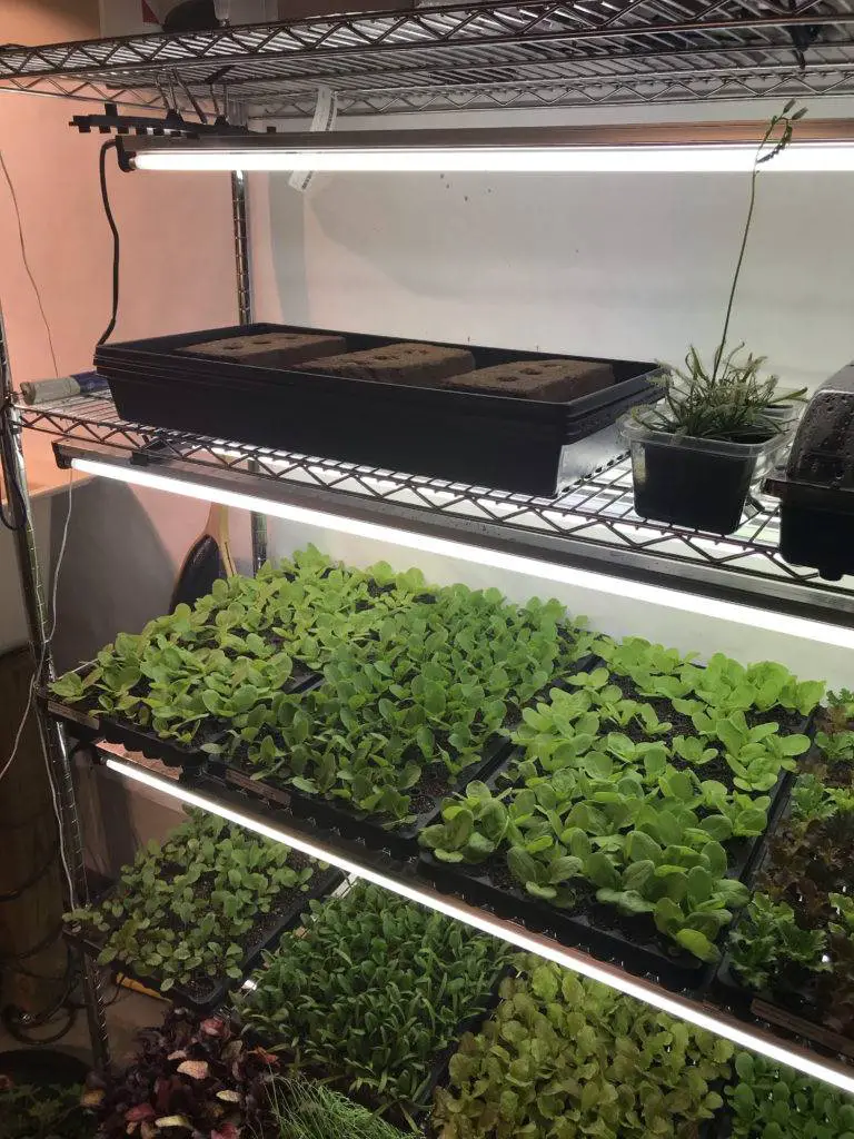 hydroponic microgreens