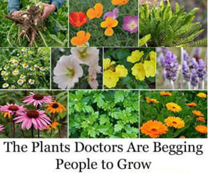 medicine plants