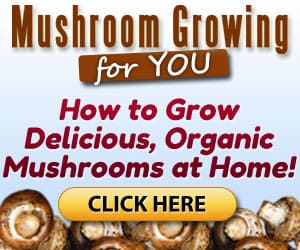 hydro mushrooms