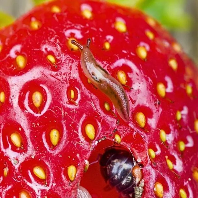 strawberry seed growing